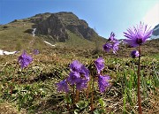 Laghi Gemelli dalle Baite di Mezzeno, fiori, stambecchi e ancora neve (4giu21) - FOTOGALLERY